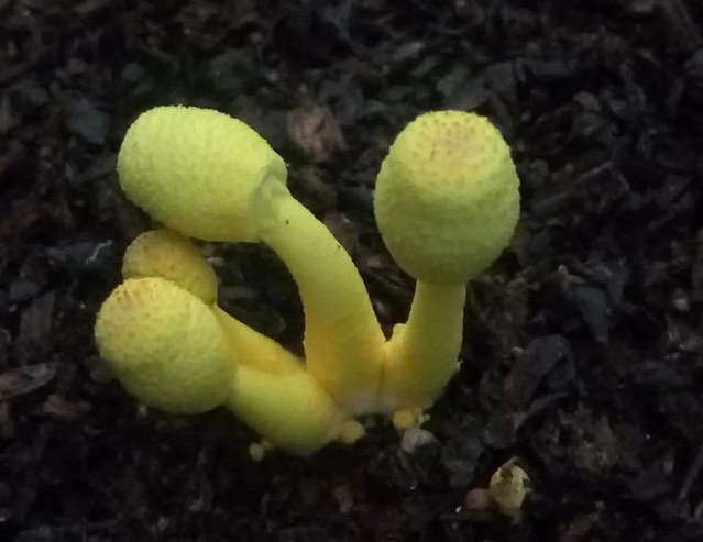 孢子捉拿仪 孢子捉拿仪